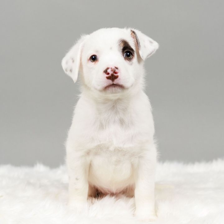 Mochi 1