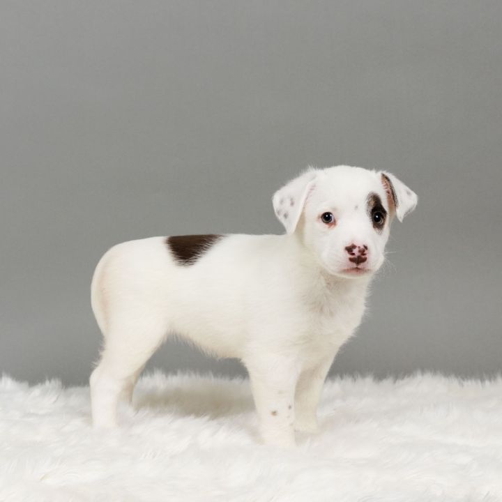 Mochi 2