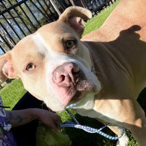 Dottie, Adult Female Mixed Breed
