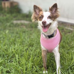 Chloe