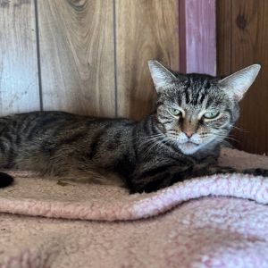 Meet Alicia a stunning brown tabby girl with an independent spirit and a soft s