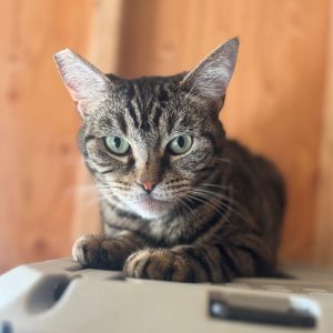 Meet Alicia a stunning brown tabby girl with an independent spirit and a soft spot for the good thi