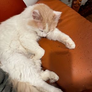 Henry is a 2-year-old bundle of love with the fluffiest coat and the softest heart This handsome bo