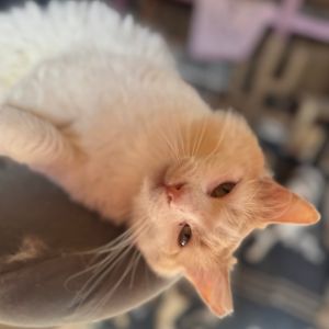 Henry is a 2-year-old bundle of love with the fluffiest coat and the softest heart This handsome bo