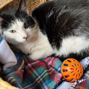 Jada is a black-and-white beauty with a heart full of love and a soft spot for s
