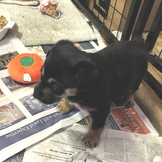 Eva, an adoptable Mixed Breed in Moab, UT, 84532 | Photo Image 2