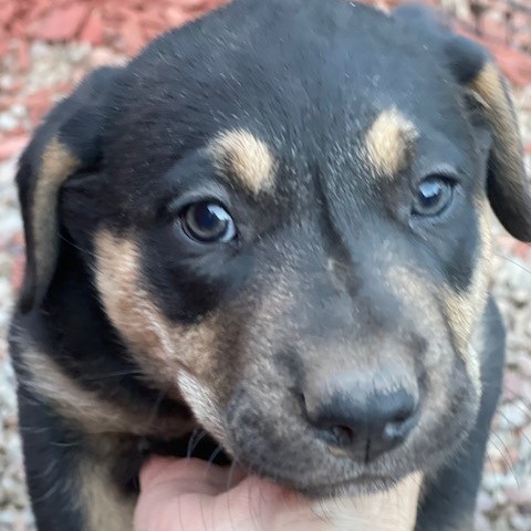 Eva, an adoptable Mixed Breed in Moab, UT, 84532 | Photo Image 3