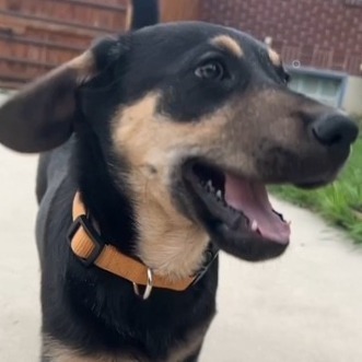 Eva, an adoptable Mixed Breed in Moab, UT, 84532 | Photo Image 4