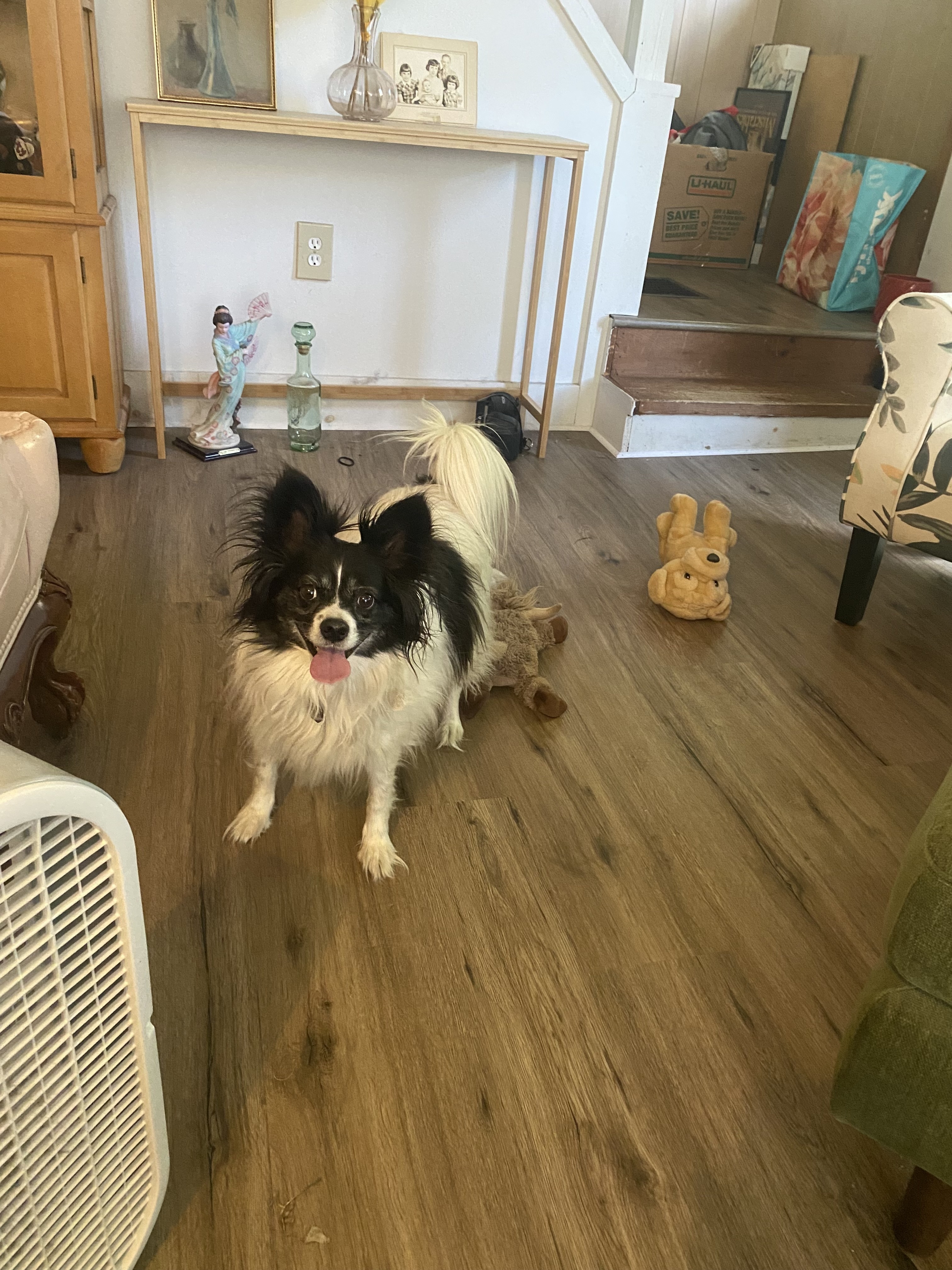 Jewel, an adoptable Papillon in Glover, VT, 05839 | Photo Image 1
