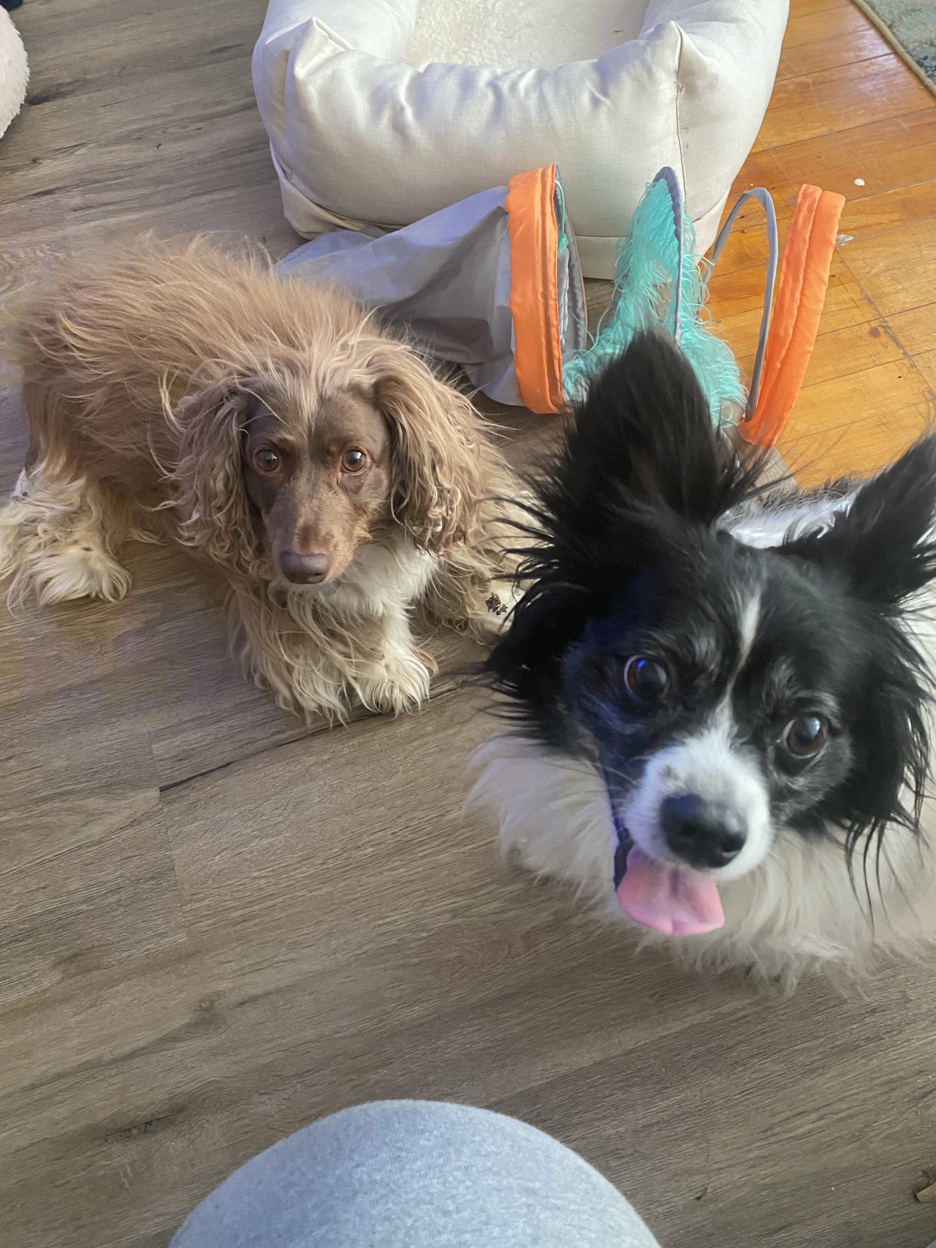 Jewel, an adoptable Papillon in Glover, VT, 05839 | Photo Image 2