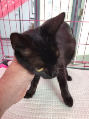 C813-25, Young Female Domestic Short Hair