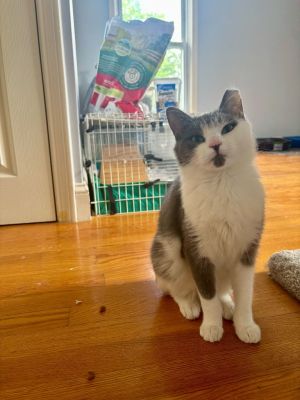 Poptart