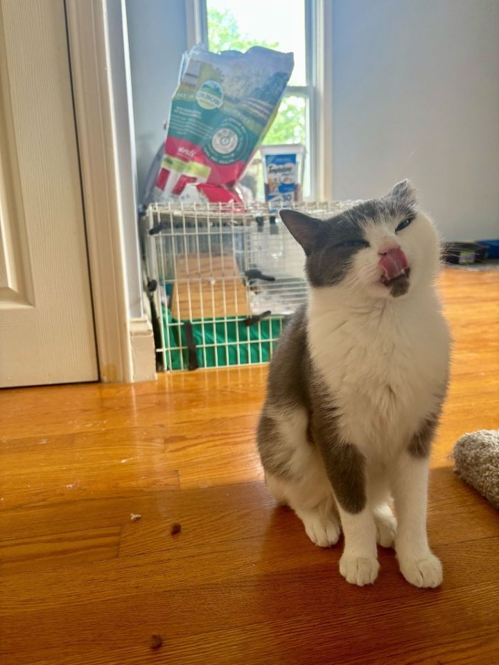 Poptart 4