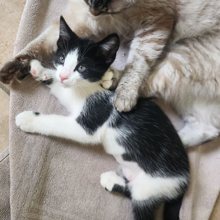Oreo 1