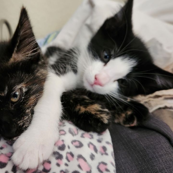Oreo 2