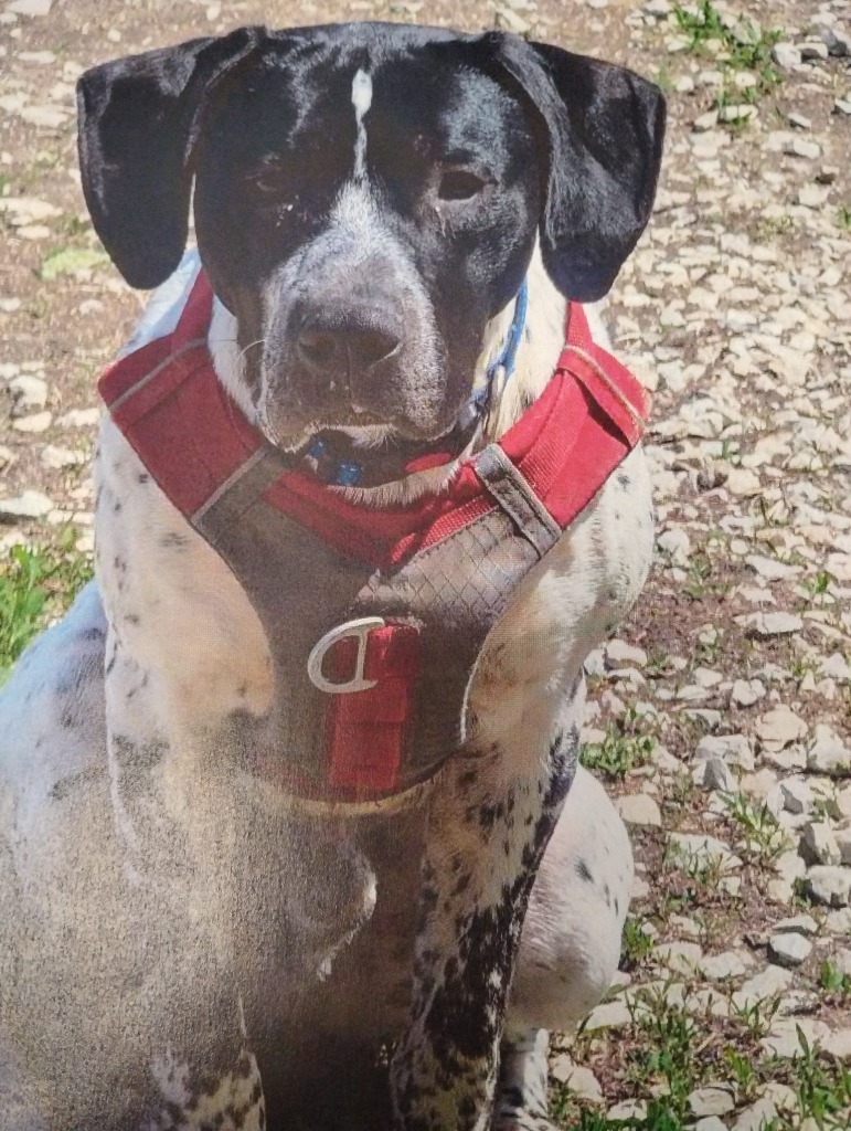 Huck (Huckleberry)