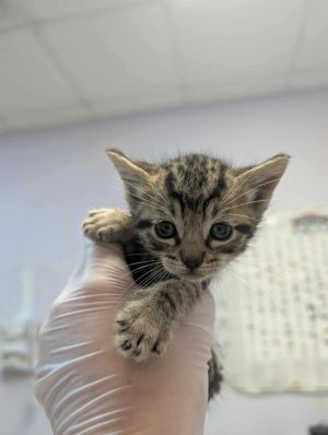 Coffee, Baby Male Domestic Short Hair