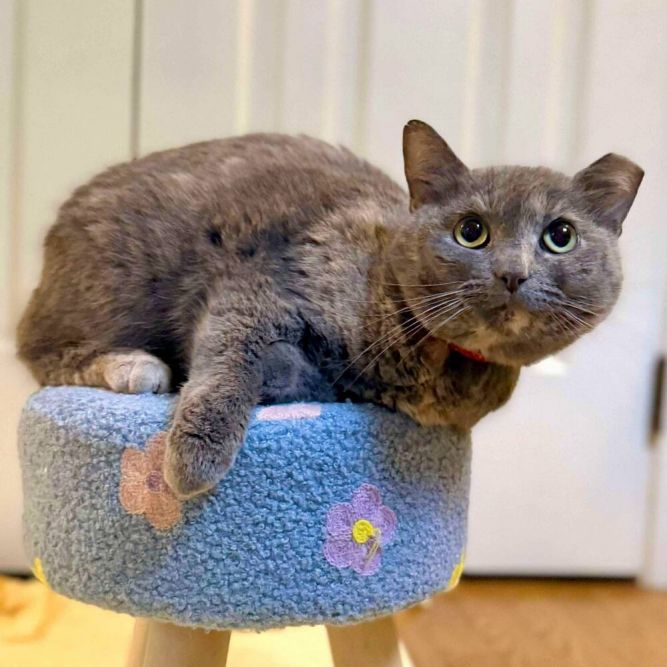 Fiona