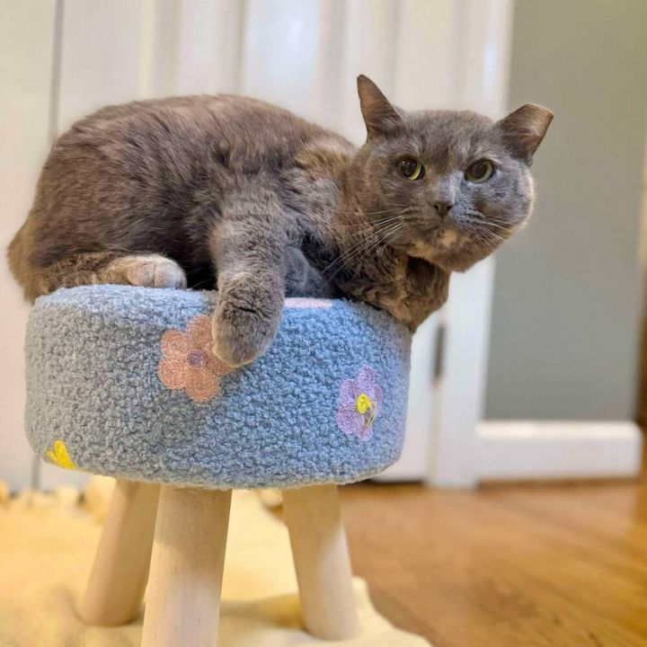 Fiona 4