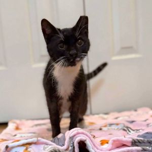 Alice, Adult Female Domestic Short Hair
