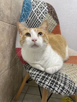 Purrlock Holmes