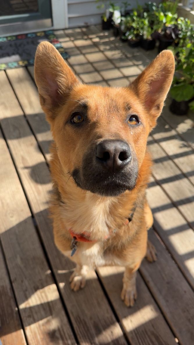 Bonnie