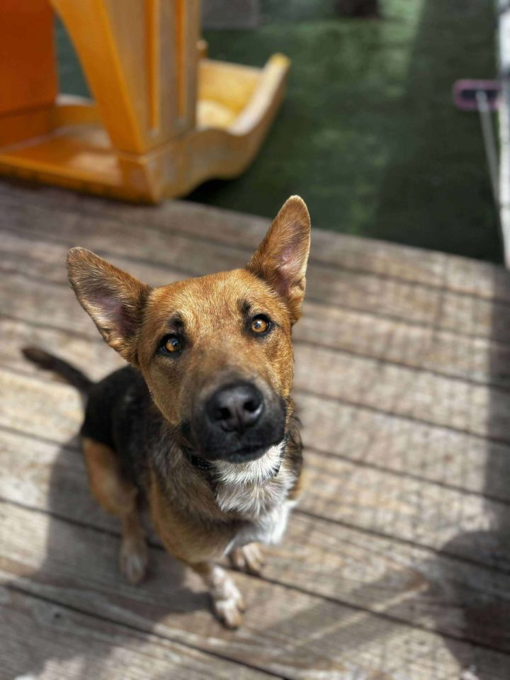 Bonnie 3