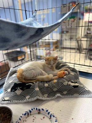 Peach, Adult Female Domestic Short Hair