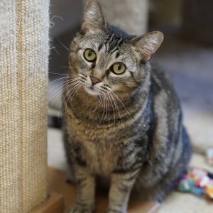 Artemis, Adult Female unknown