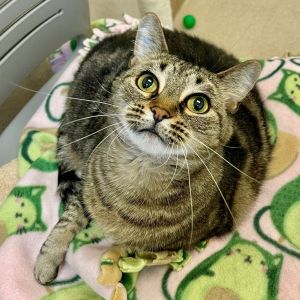 Artemis, Adult Female unknown