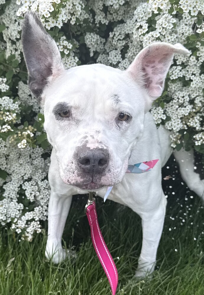 Asha (25-052 D)
