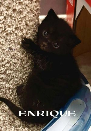 Kitten: Enrique *MUST be adopted to a home with another young, playful cat*, Baby Male unknown