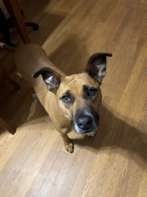 Zaria, Adult Female Boxer