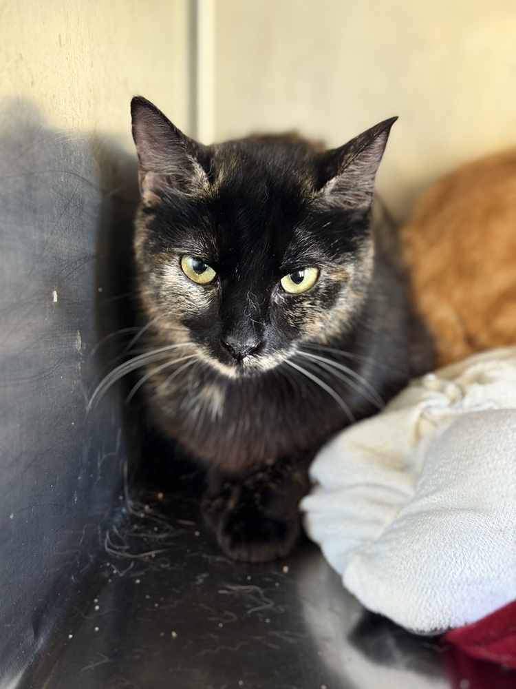 Cleo 23C-0114, an adoptable Domestic Short Hair in Corinth, MS, 38834 | Photo Image 1