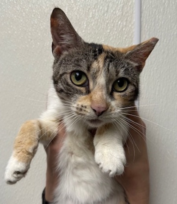 Mable, an adoptable Domestic Short Hair in Littleton, CO, 80120 | Photo Image 1