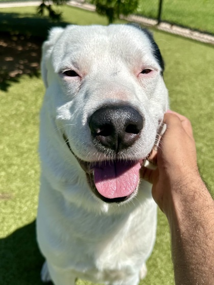 Olaf