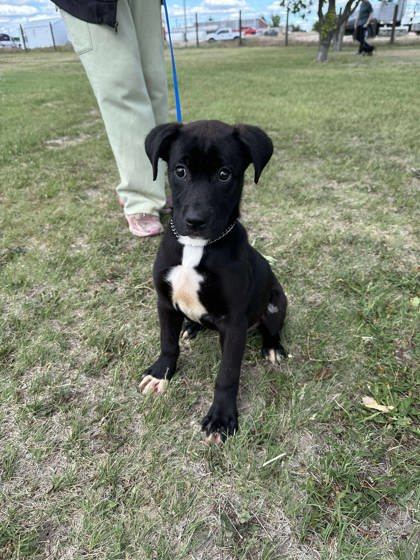 Venus, an adoptable Labrador Retriever, Mastiff in McCook, NE, 69001 | Photo Image 1