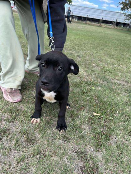Venus, an adoptable Labrador Retriever, Mastiff in McCook, NE, 69001 | Photo Image 2