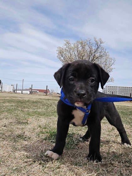 Venus, an adoptable Labrador Retriever, Mastiff in McCook, NE, 69001 | Photo Image 3