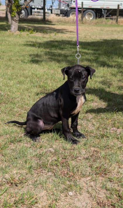 Hera, an adoptable Labrador Retriever, Mastiff in McCook, NE, 69001 | Photo Image 1
