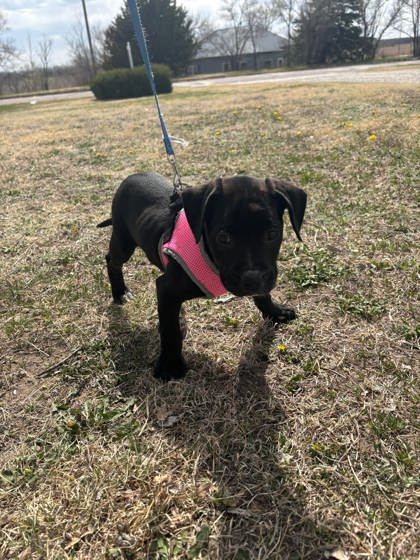 Hera, an adoptable Labrador Retriever, Mastiff in McCook, NE, 69001 | Photo Image 2