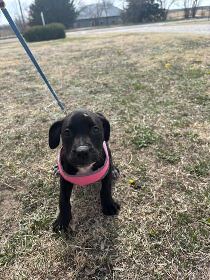Hera, an adoptable Labrador Retriever, Mastiff in McCook, NE, 69001 | Photo Image 3