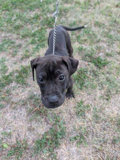 Freya, an adoptable Labrador Retriever, Mastiff in McCook, NE, 69001 | Photo Image 1