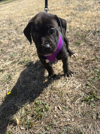 Freya, an adoptable Labrador Retriever, Mastiff in McCook, NE, 69001 | Photo Image 2