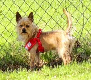 Milo, Adult Male unknown
