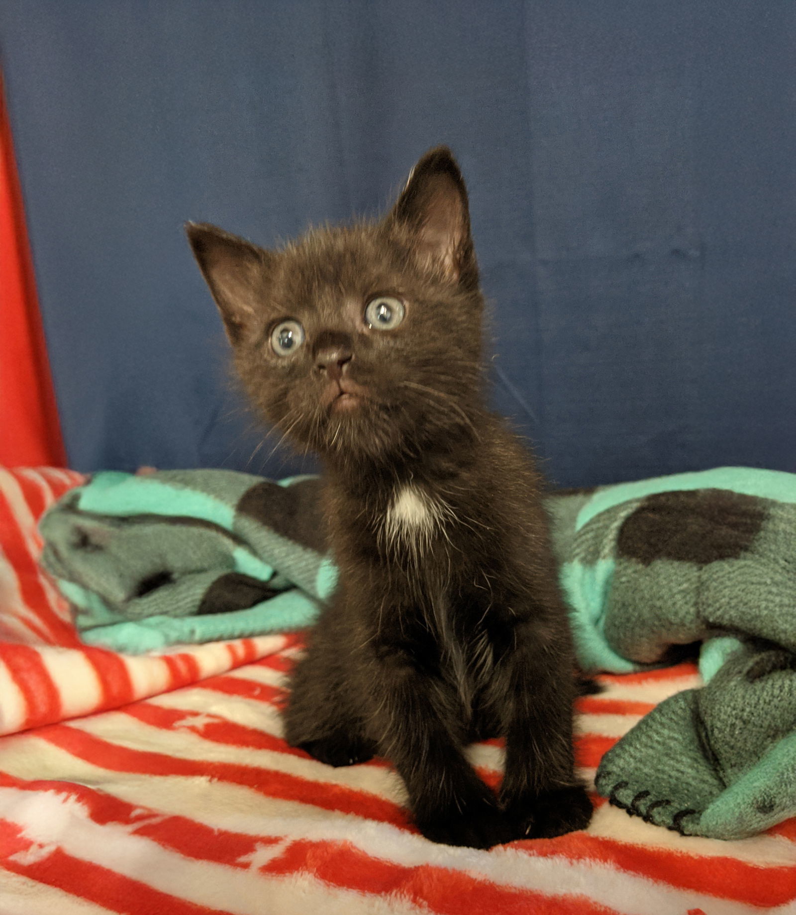 *Tom Kitten