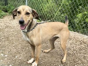 LAVENDER, Adult Female Jack Russell Terrier
