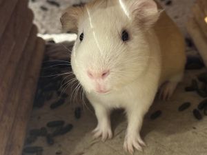 My foster writes Home Fries is a spunky energetic young guinea pig In fact its sometimes hard 