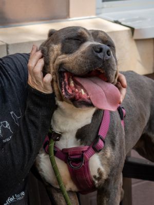 Duchess is 93 lbs of fabulousness Big and beautiful and not at all shy about showing her love she 