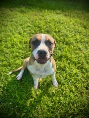 Jack Boxer Dog